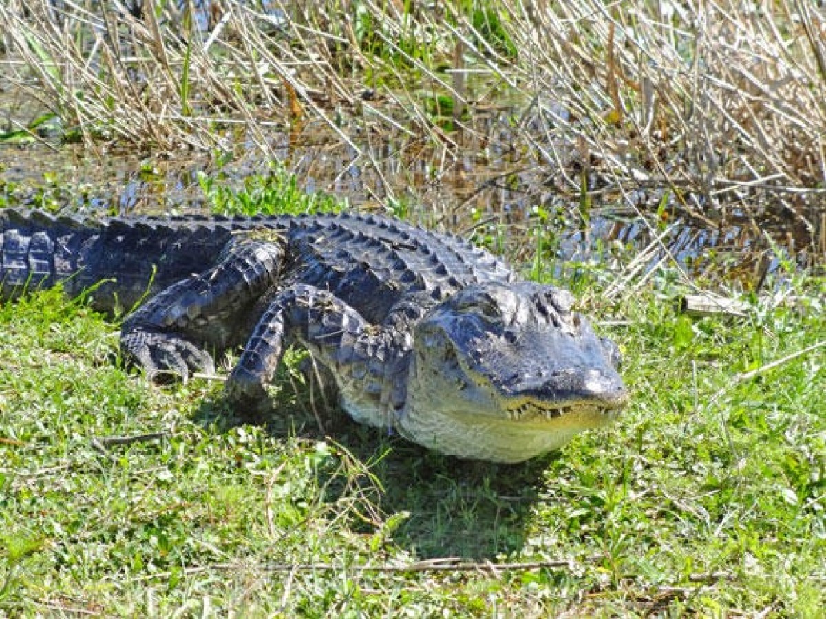 a reptile lying in the grass