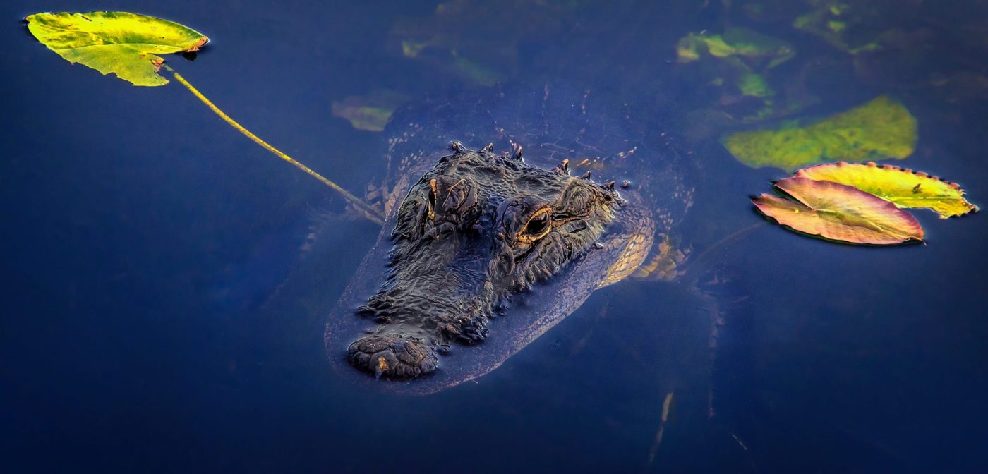Everglades Activities | Things to Do in the Everglades & Miami