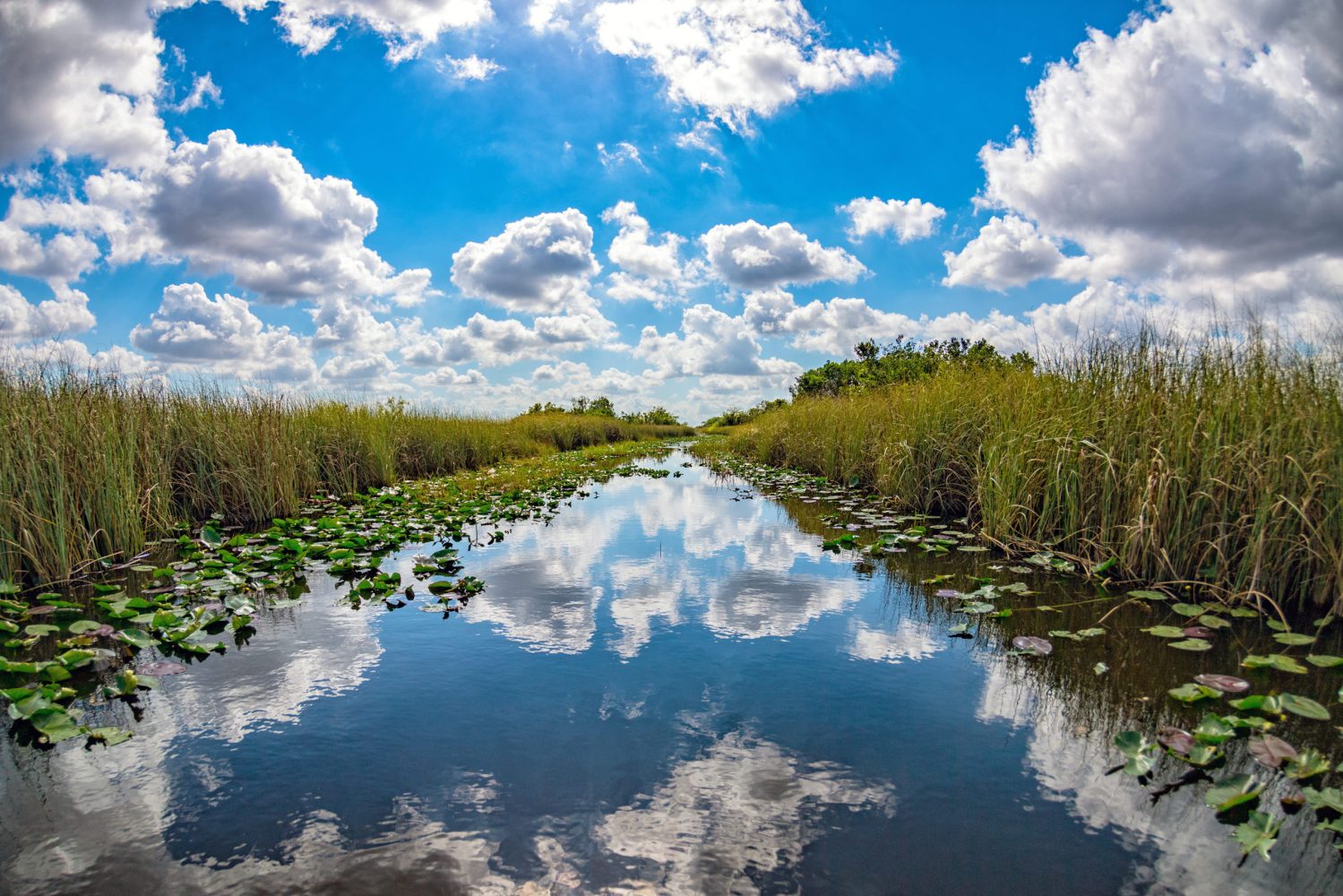 florida everglades view panorama landscape on sunny day