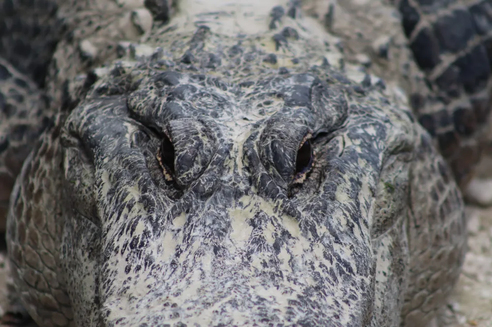 a close up of a reptile