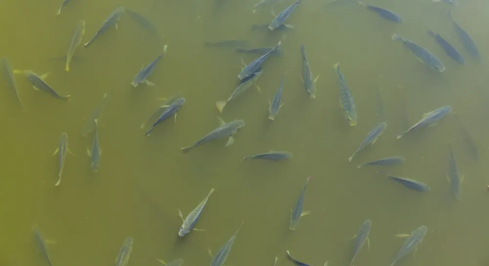 Neon colored fish in the Everglades National Park, Florida, USA, America