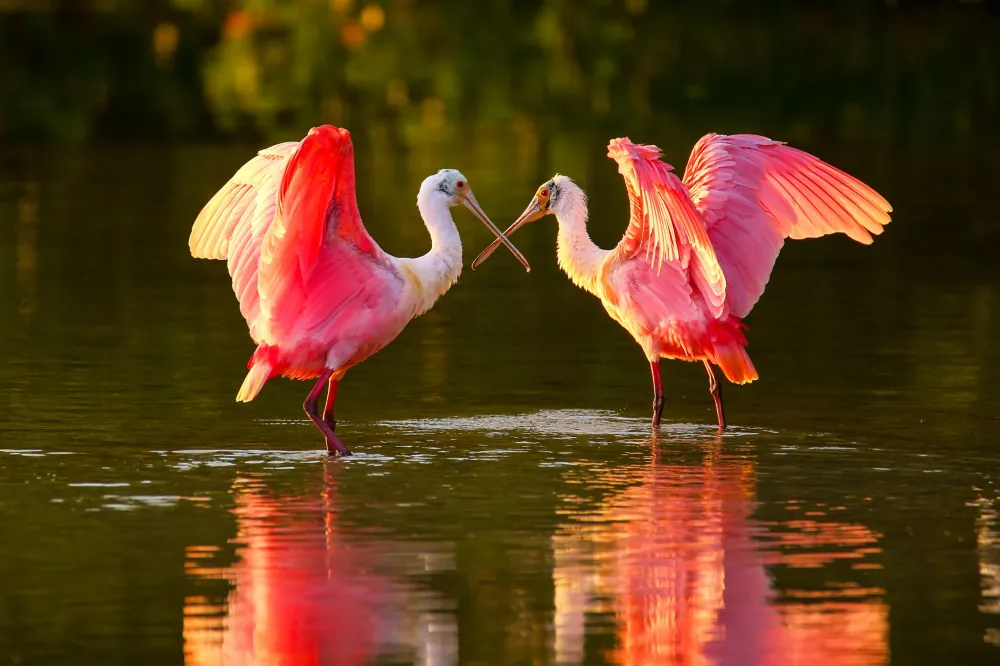 Roseate spoonbills (Platalea ajaja) standing in water